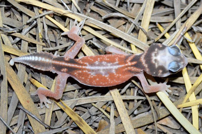Midline knob-tailed gecko (N.
                    vertebralis)