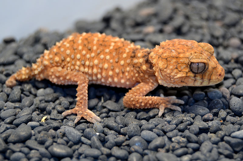 Centralian
                    knob-tail gecko (Nephrurus amyae)