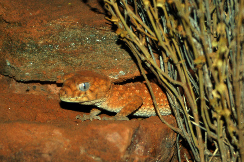 Centralian knob-tail gecko
                    (Nephrurus amyae)