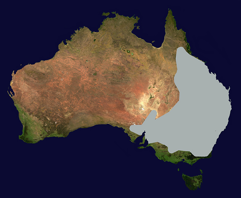 Range of the
                      Australian Tree Skink (Egernia striolata)
