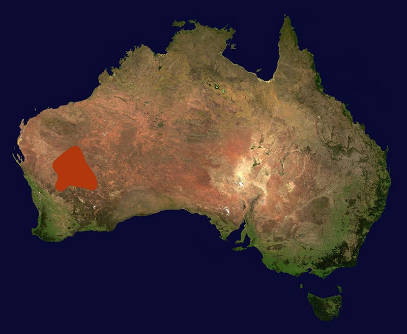 Range of
                      Nephrurus wheeleri