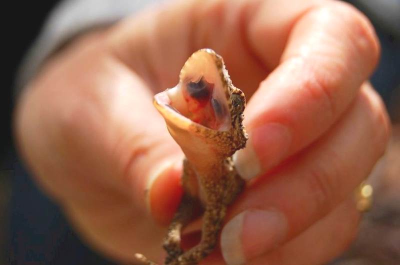 leaftailed geckos