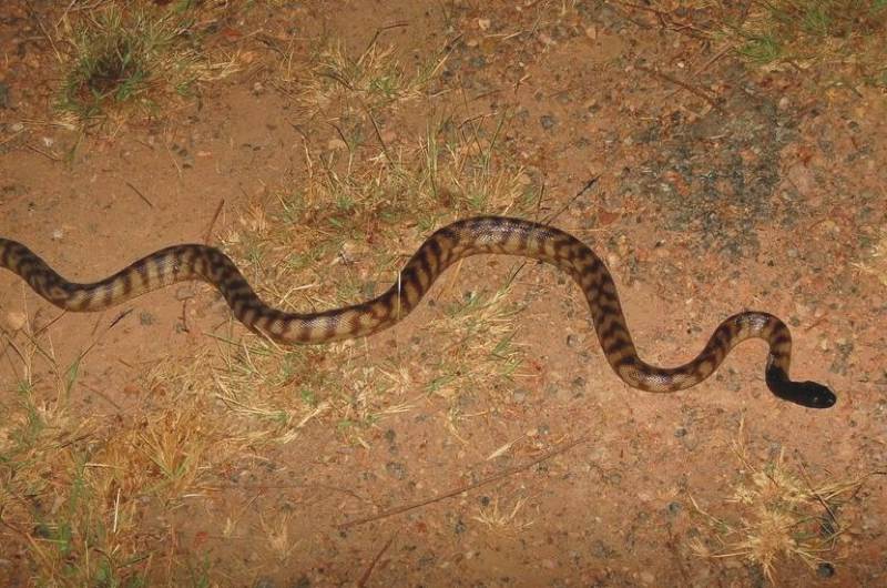 NT Blackhead python Dorat Road