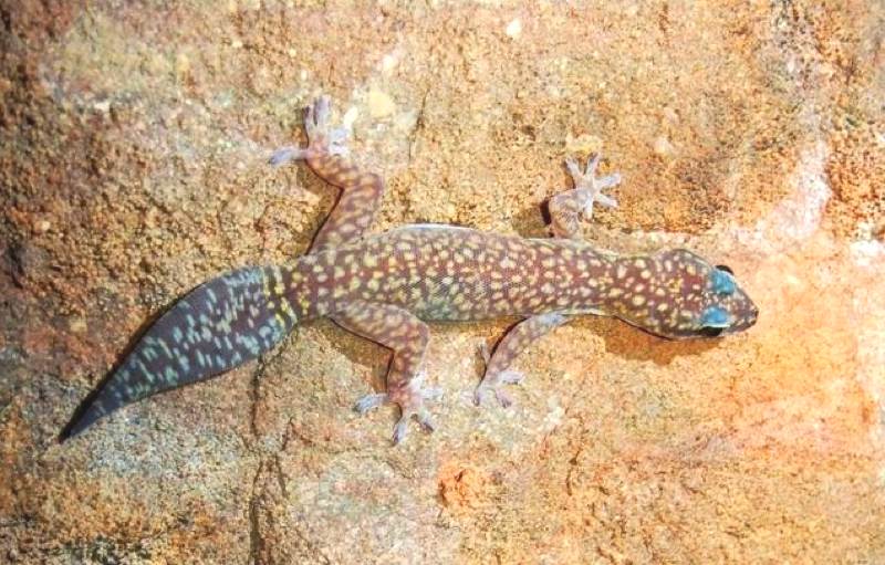 Jeweled velvet gecko (Oedura gemmata)