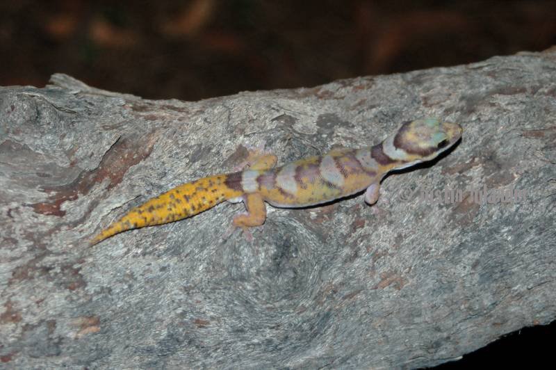 Velvet gecko (Oedura castelnaui)