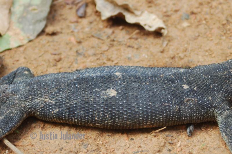 Varanus
                keithhorni