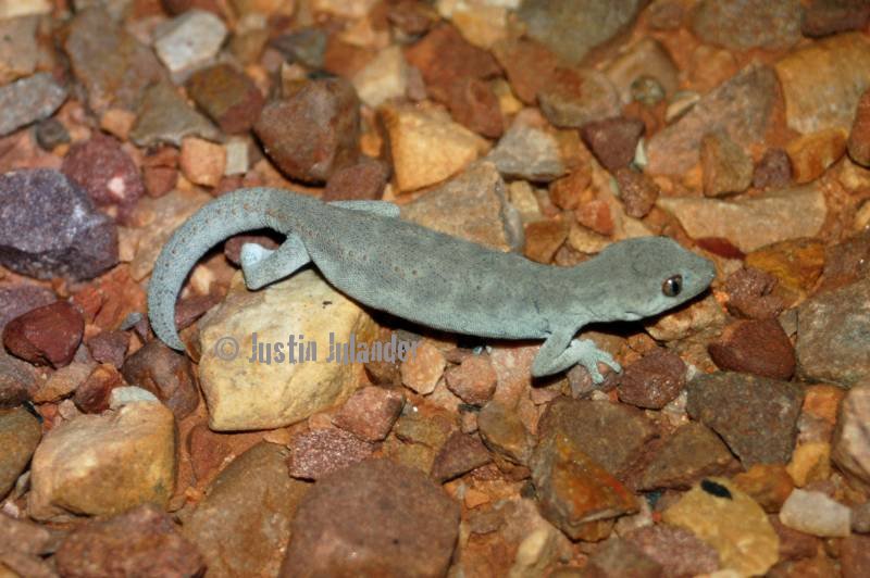 spiny-tailed gecko