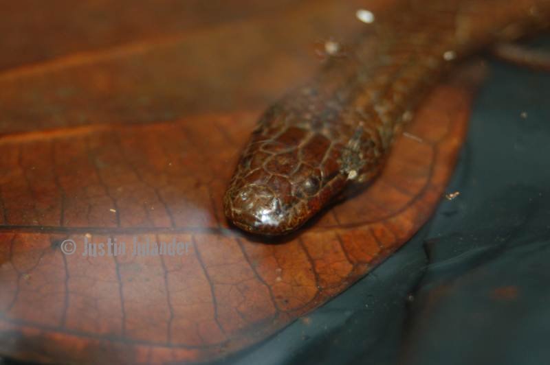 Macleays water
                snake