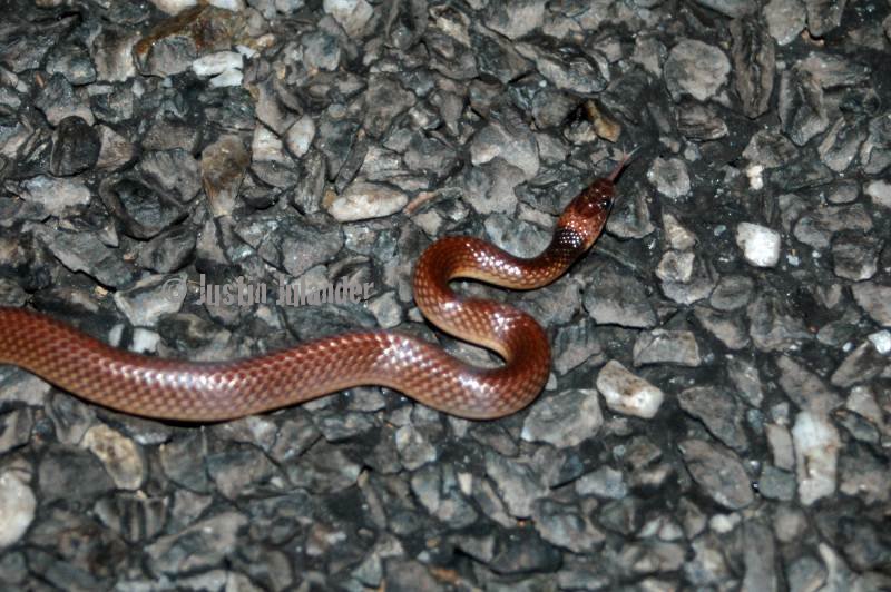 Yellow naped snake