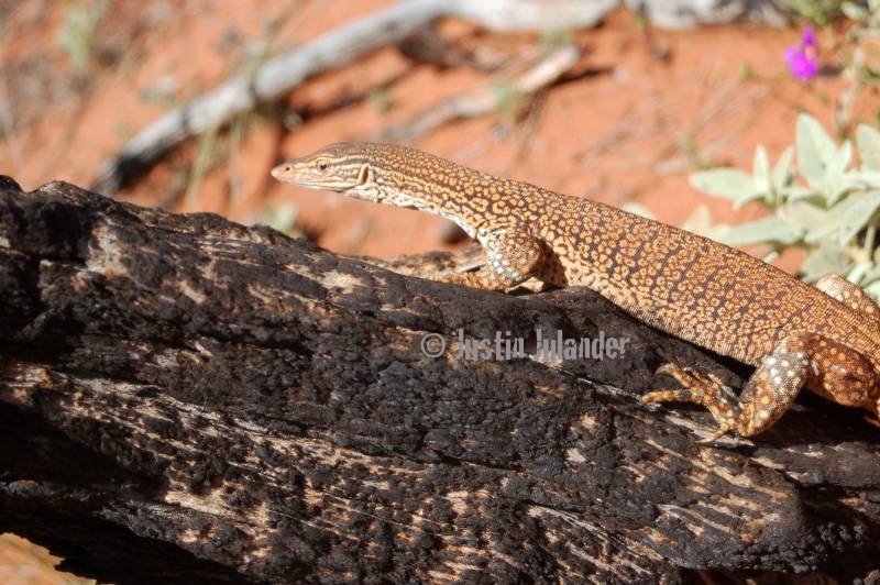 Sand goanna, Varanus flavirufus