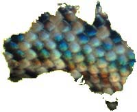 Granite Spotted Pythons at AAR