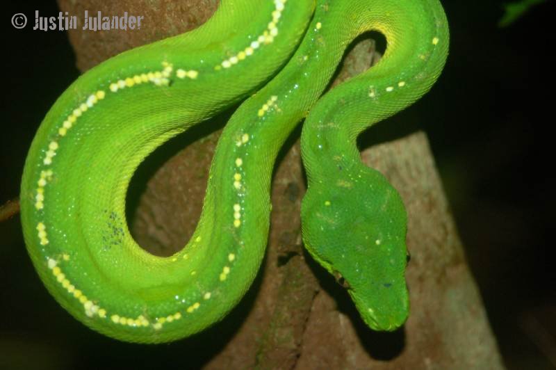 Green tree
                python