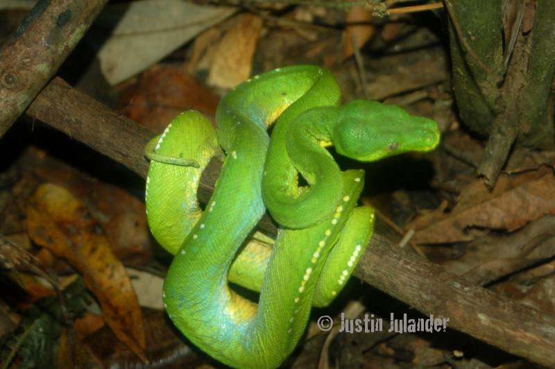 Green tree python
                (Morelia viridis)