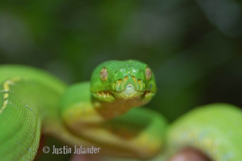 Green tree python