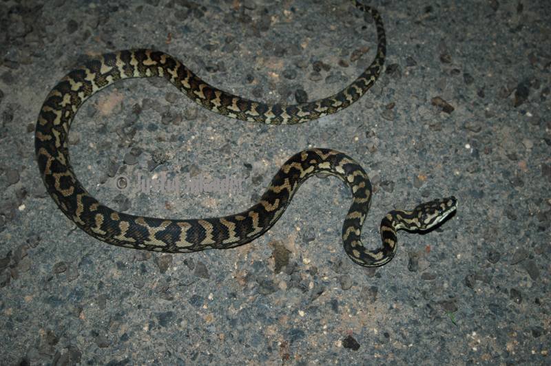jungle carpet
                python, lake tinaroo