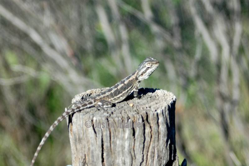 Bearded dragon in the wild