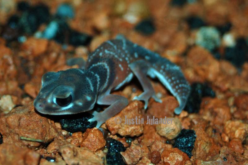 Knobtail gecko
