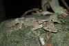 Leaf
                      Tail Gecko