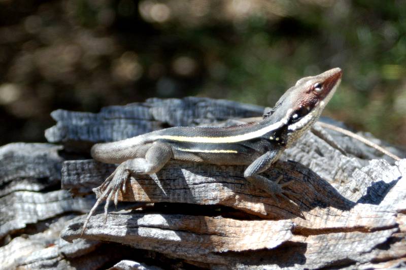 Long nosed
                lizard