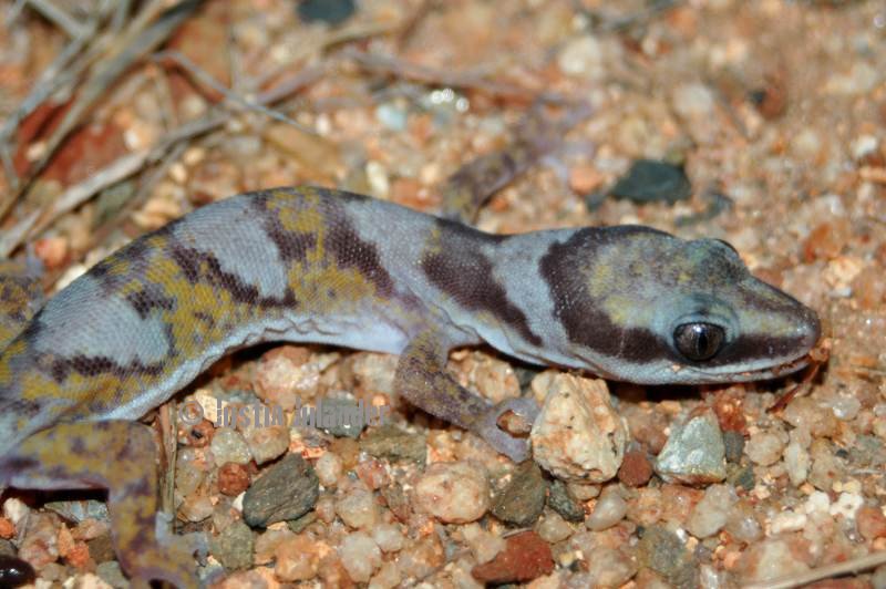 Velvet gecko (Oedura castelnaui)