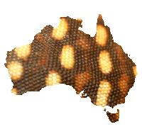 Varanus pilbarensis, pilbara rock monitors