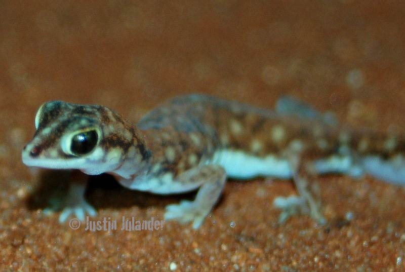 beaked gecko,
                rhynchoedura ornata