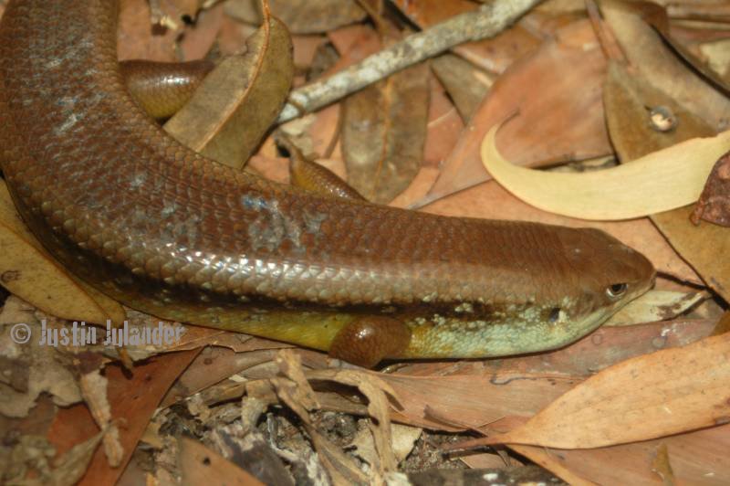 Yakka skink