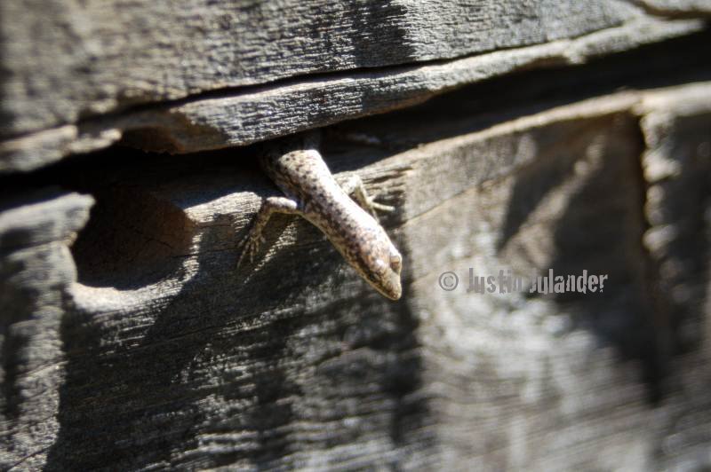Small skink