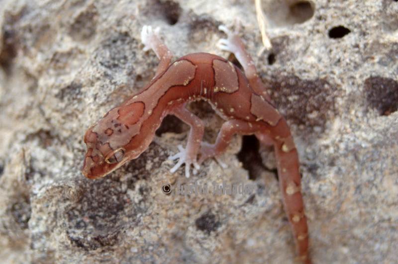 Box patterned gecko