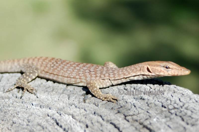 Juvenile varanus
                tristis tristis, black-headed monitor