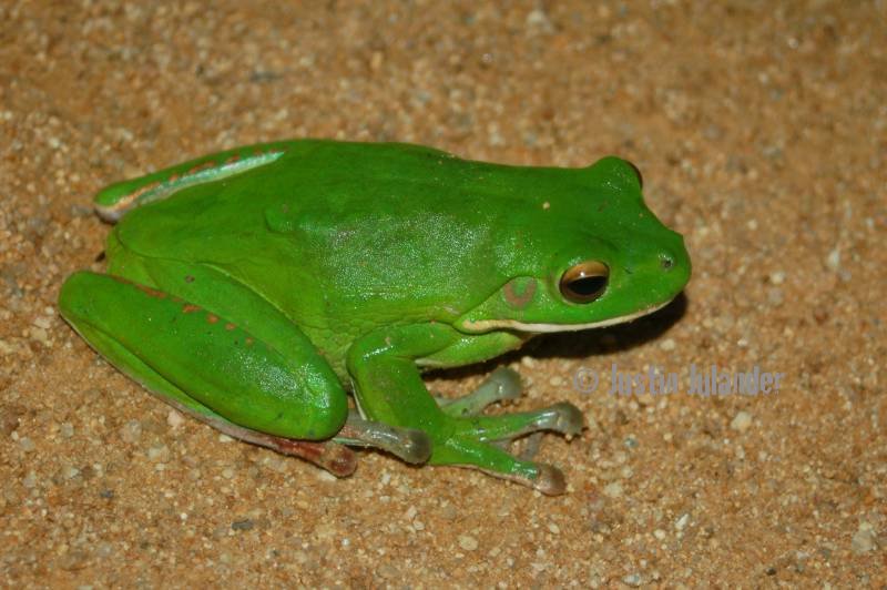 White-lipped tree
                frog