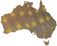 Starred Knob-tail Gecko (N. stellatus)