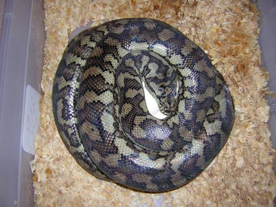 Jaguar carpet python eggs
