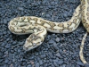 Jaguar carpet python