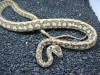 Jaguar carpet python