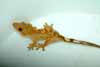 creamcicle crested gecko