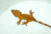 Creamcicle crested gecko