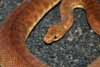 Black-eyed childrens python male