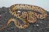 Holdback Cape York spotted python