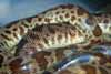 gravid female Cape York Spotted pythons