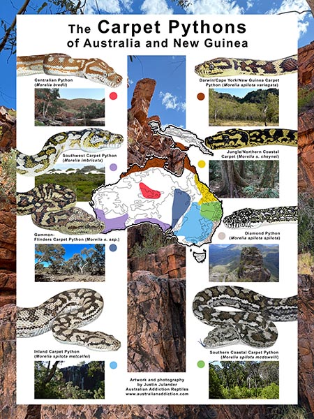 Morelia spilota poster