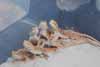 Bearded dragon pile