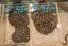 NG carpet pythons
