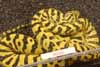 Radiated tortoise