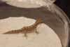 Granierensis
