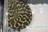 Jungle carpet python