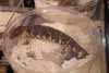 Shingleback skink