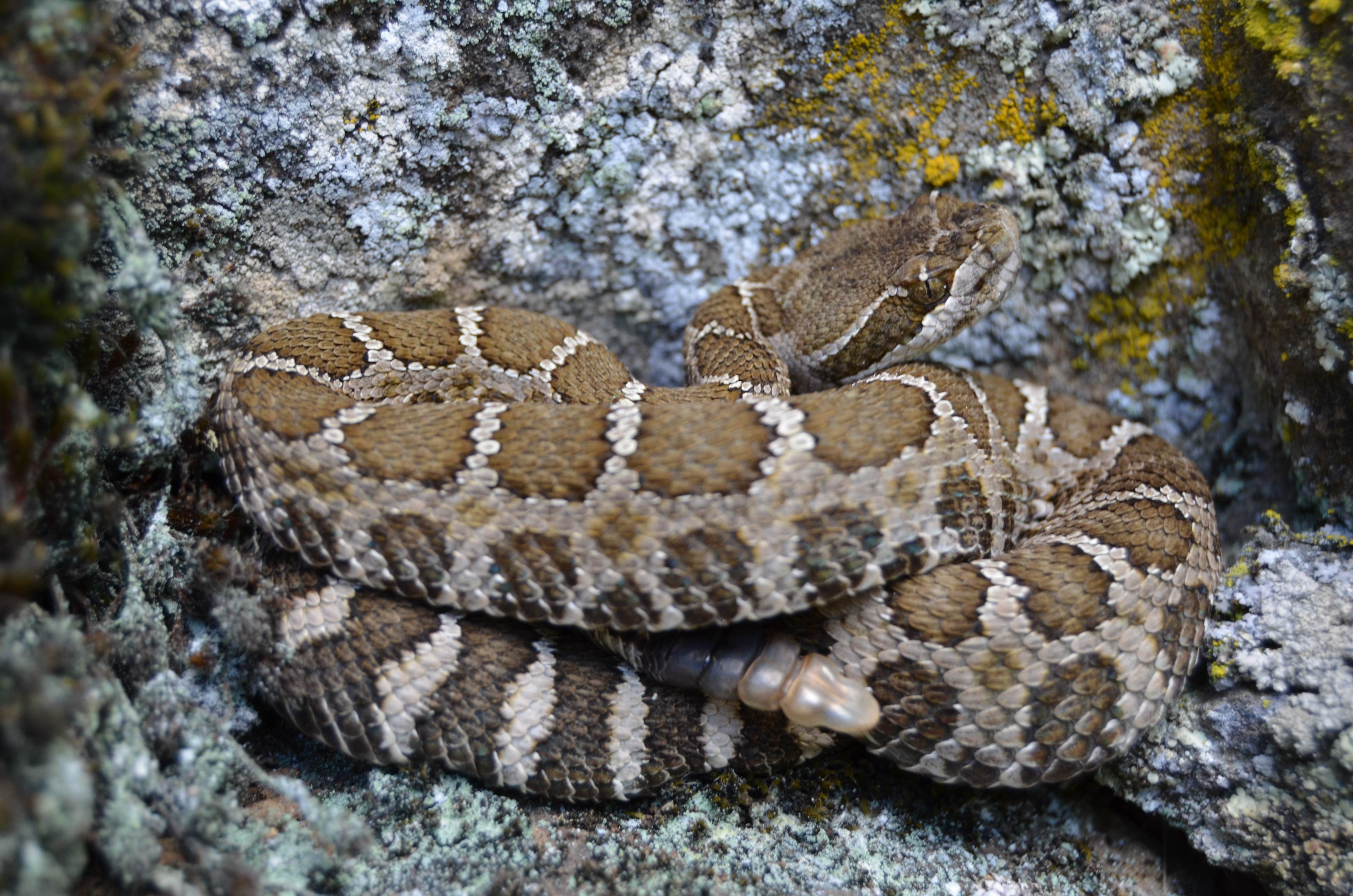 Southern Pac
                Rattler