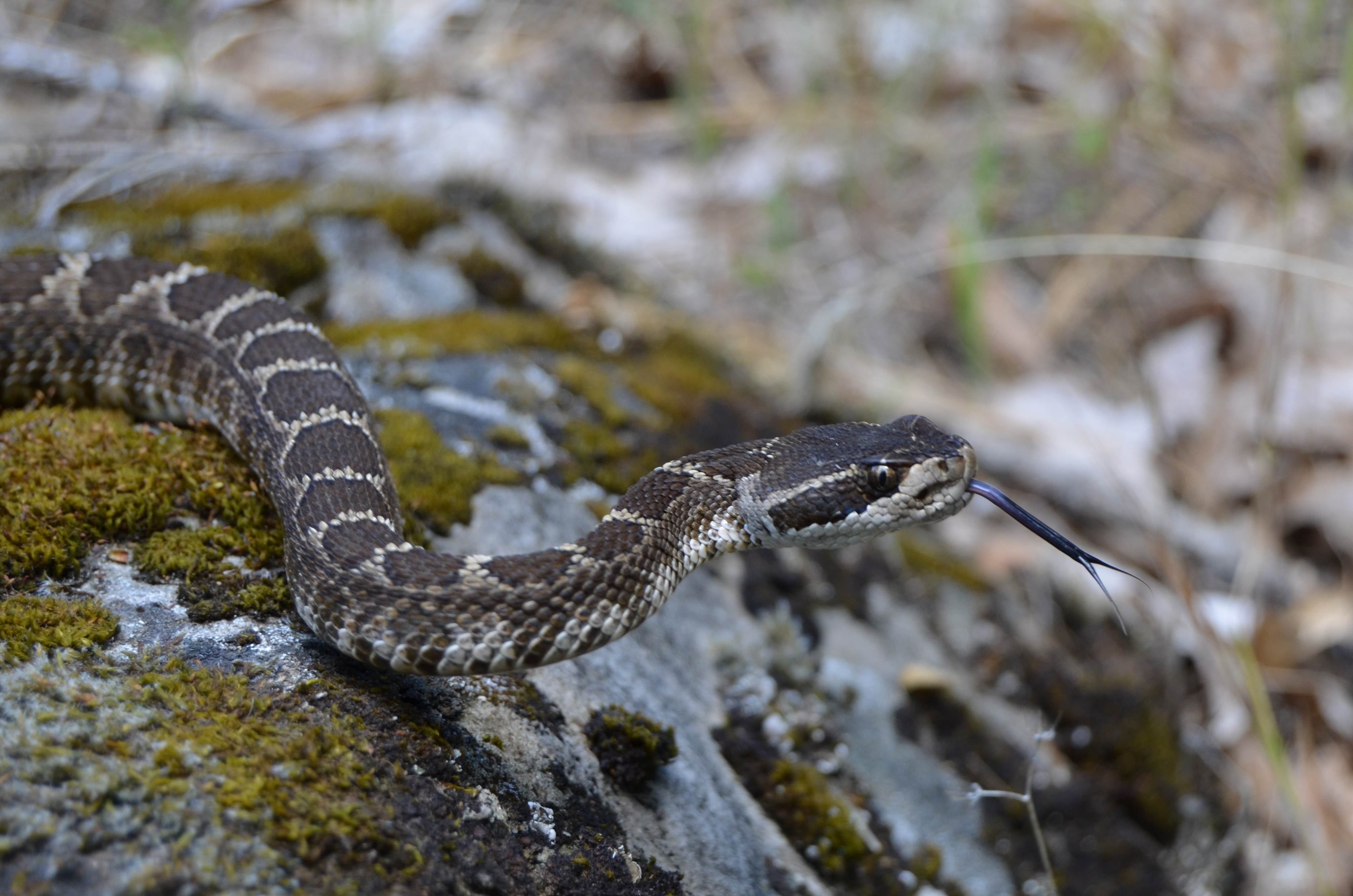 Southern Pac Rattler