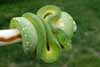 Green tree python (Morelia viridis) female
